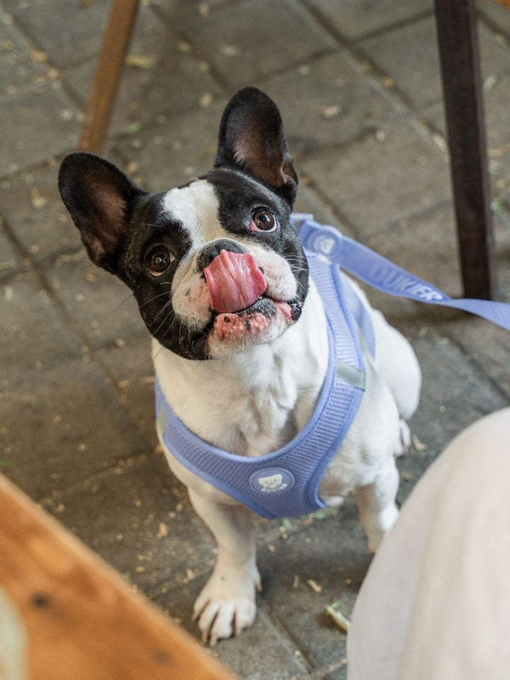 PETTORINA PER CANE BODY BLUEBERRY