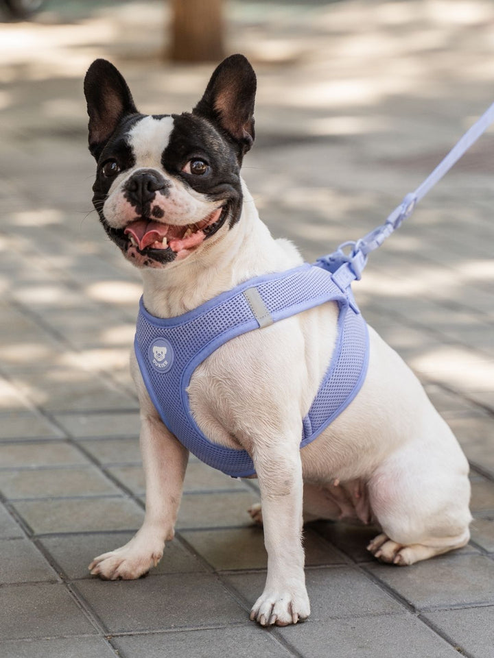 PETTORINA PER CANE BODY BLUEBERRY