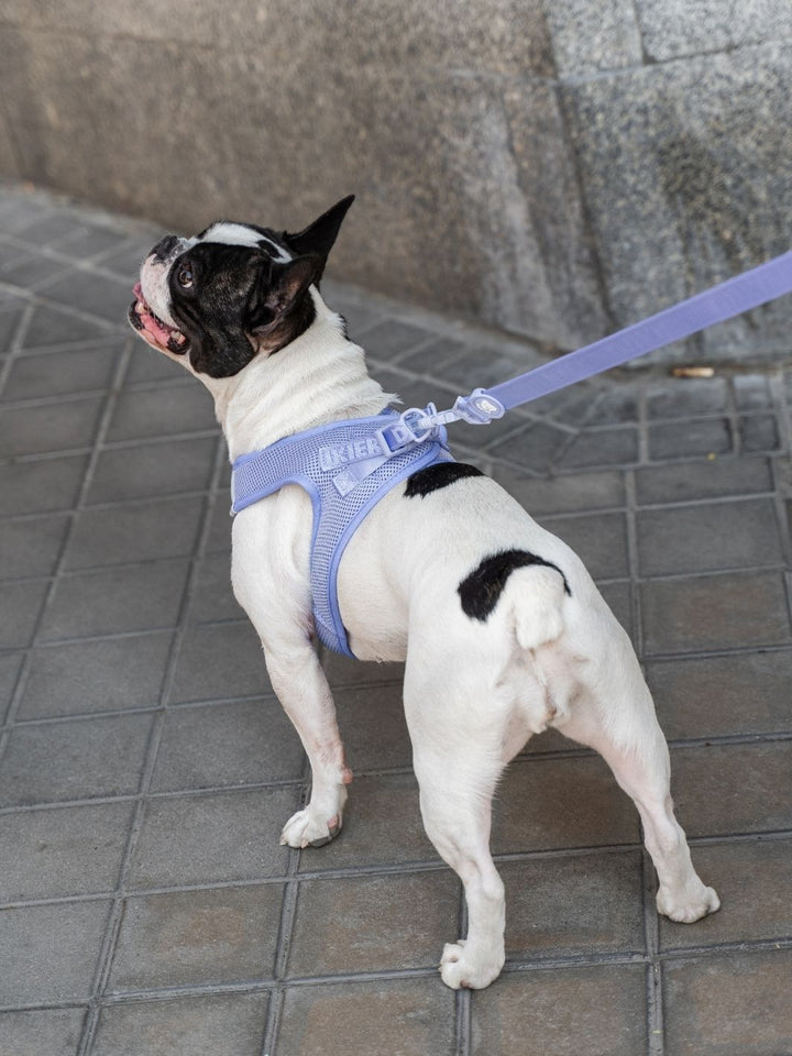 GUINZAGLIO PER CANI BLUEBERRY