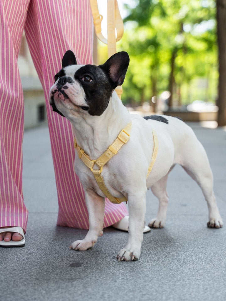 PETTORINA CLASSICA PER CANE VANILLA