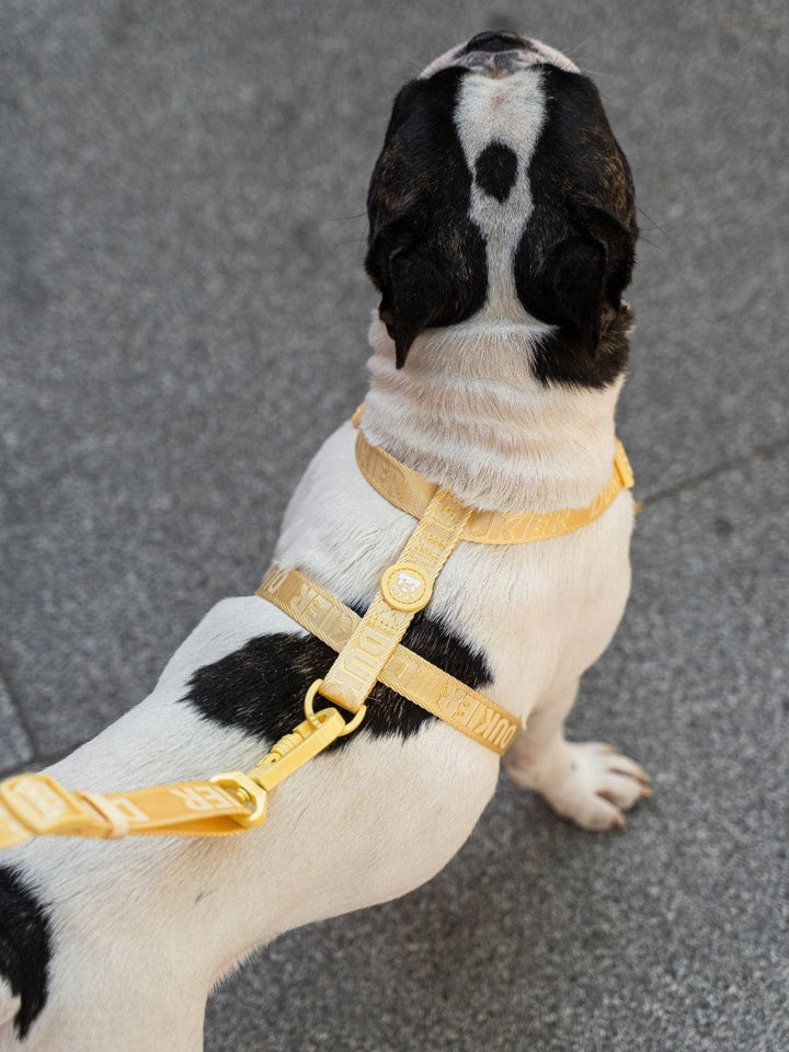 PETTORINA CLASSICA PER CANE VANILLA