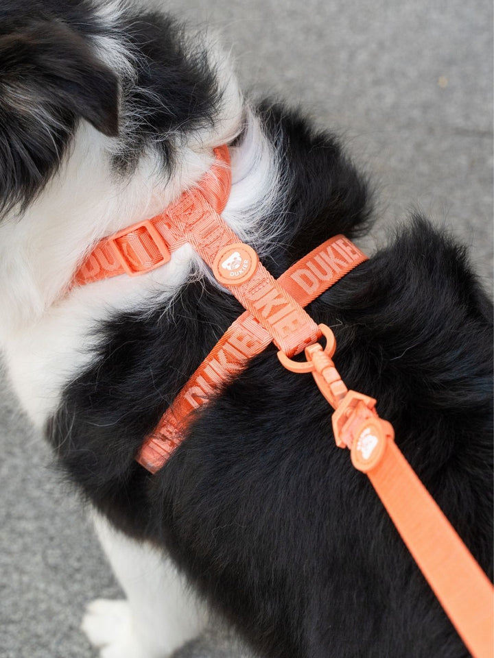 PETTORINA CLASSICA PER CANE TANGERINE