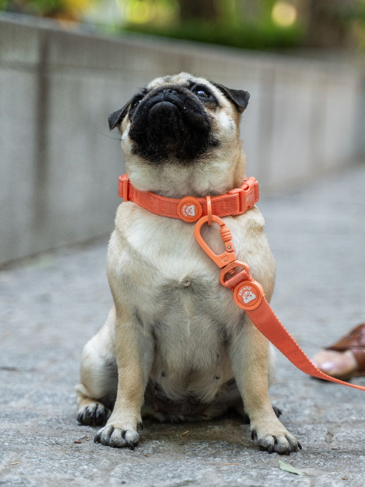 COLLARE PER CANI TANGERINE