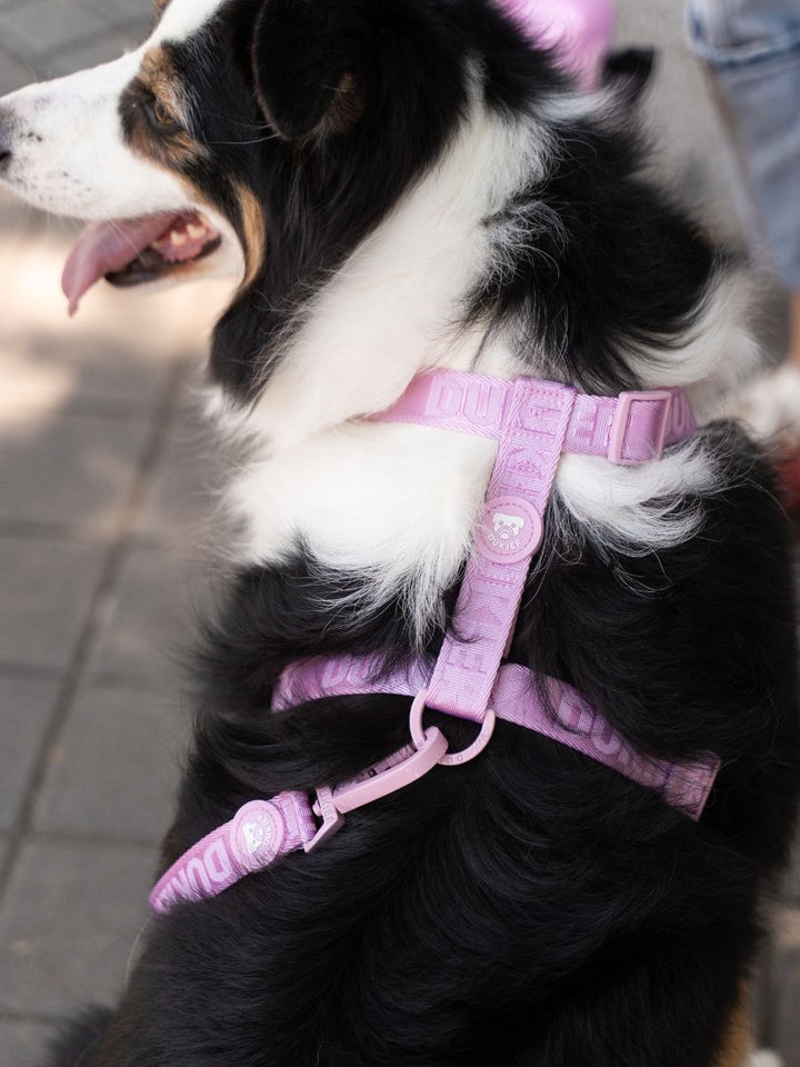 GUINZAGLIO PER CANI STRAWBERRY