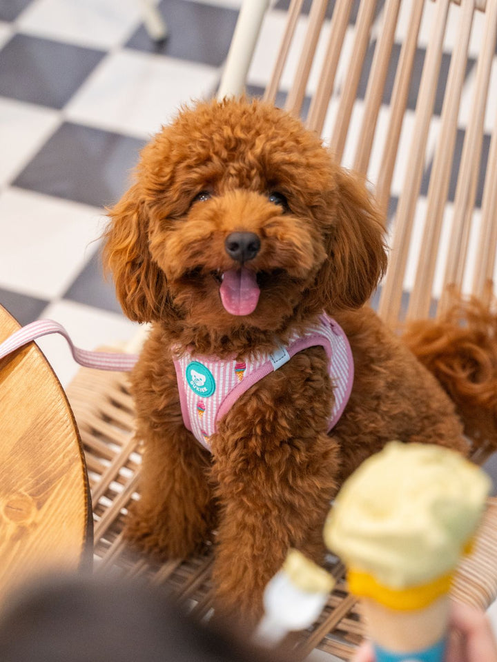 ARNÉS BODY PARA PERRO ICE CREAM
