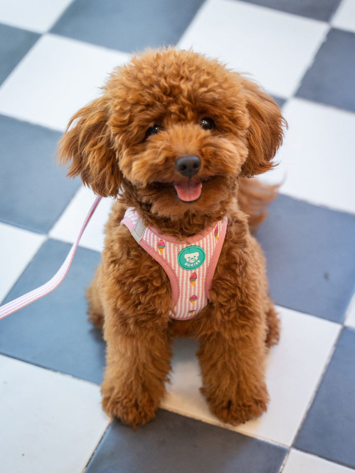 ARNÉS BODY PARA PERRO ICE CREAM