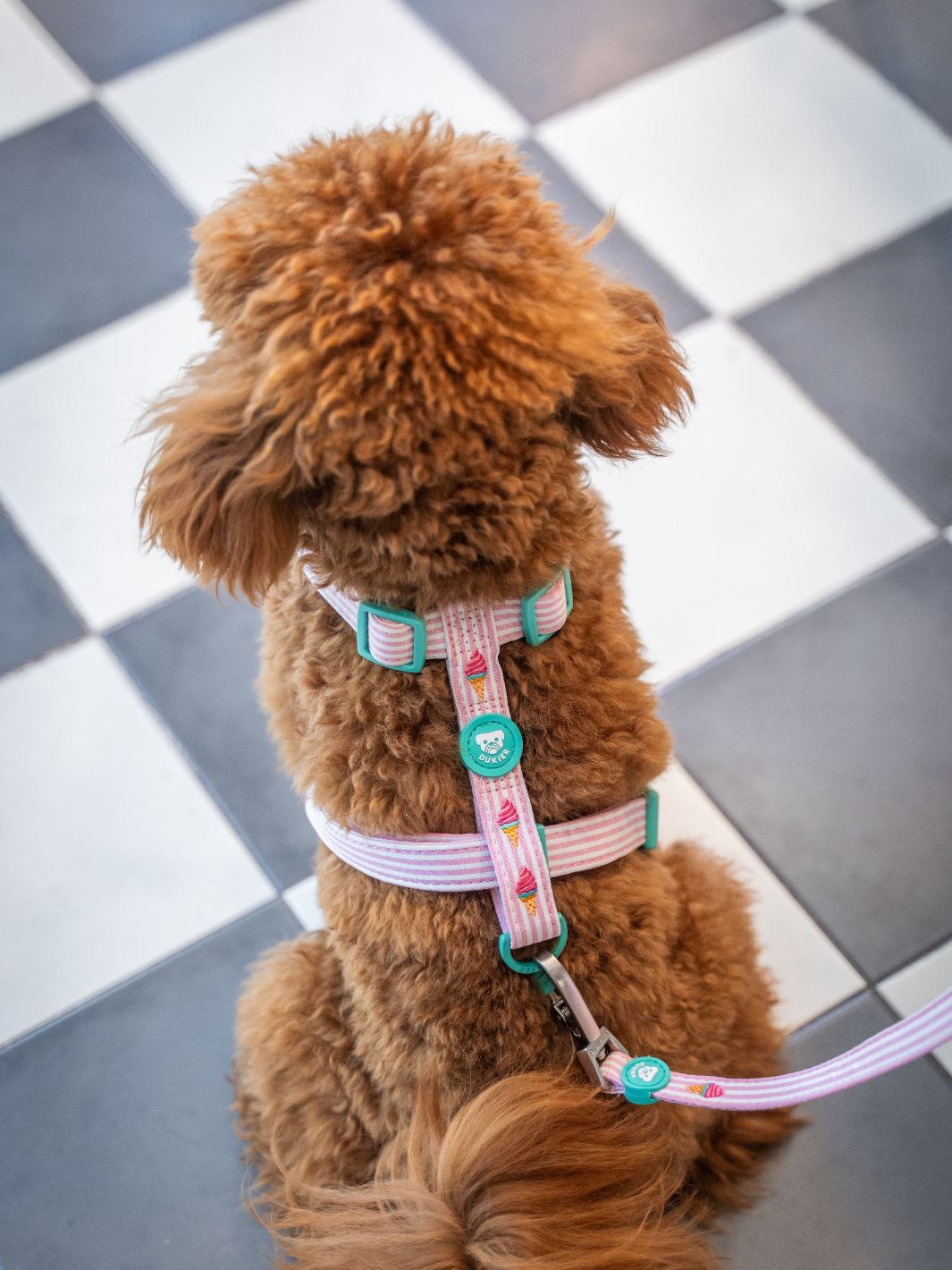 ARNÉS CLÁSICO PARA PERRO ICE CREAM