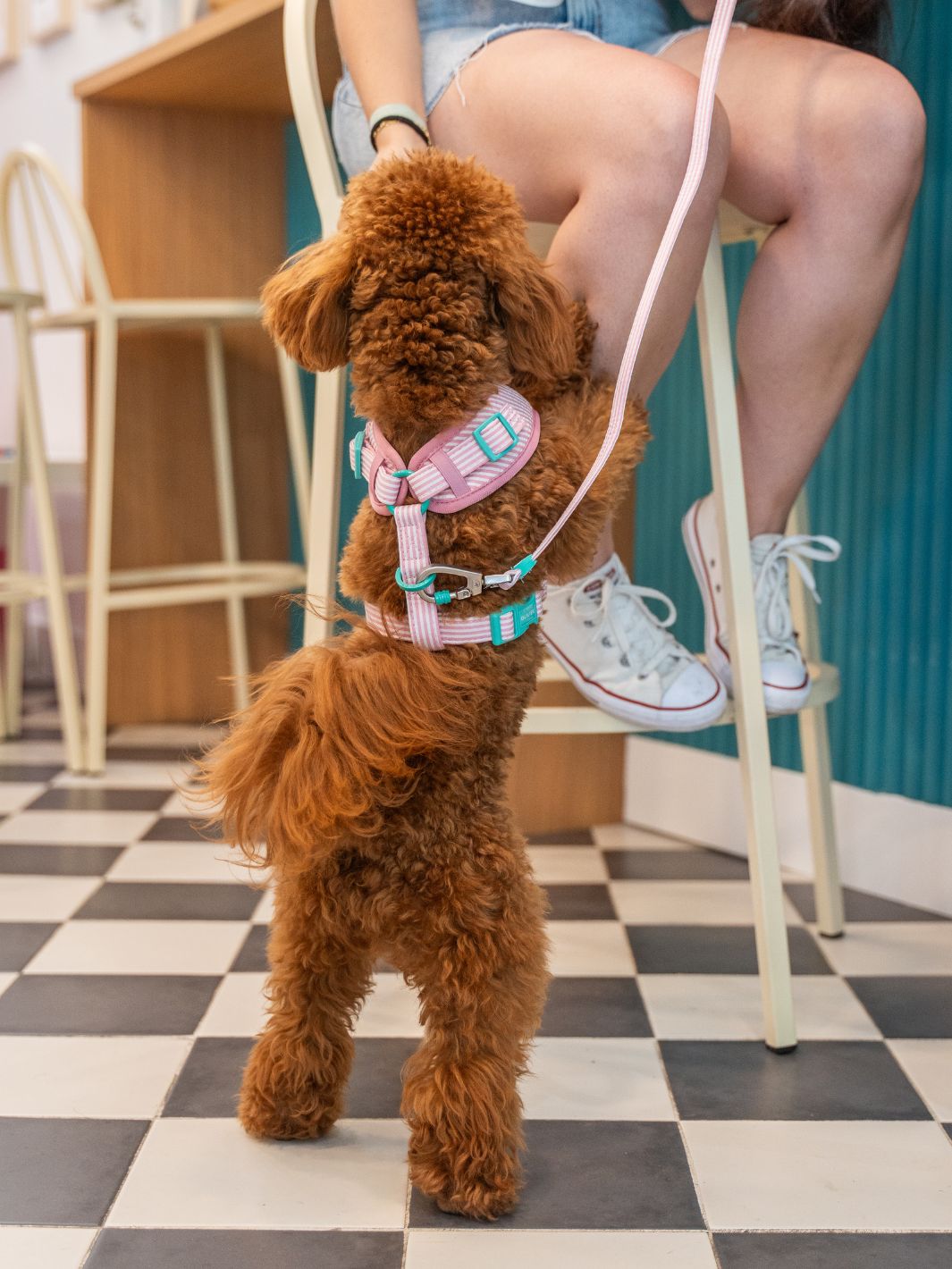 LEINE FÜR HUNDE ICE CREAM