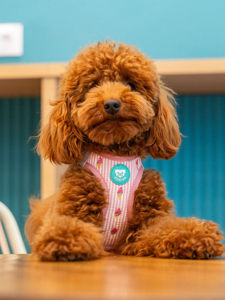 ARNÉS BODY PARA PERRO ICE CREAM