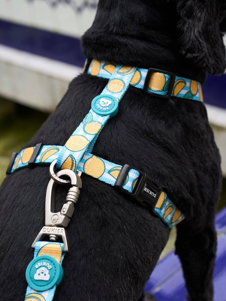 ARNÉS CLÁSICO PARA PERRO LEMONS