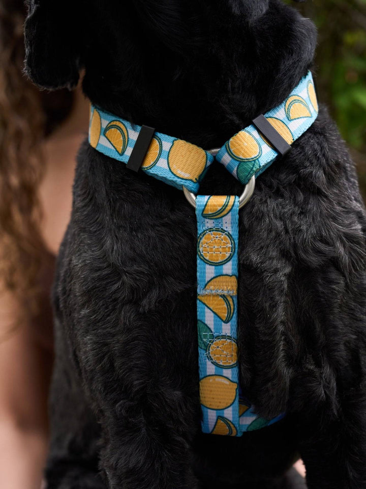 ARNÉS CLÁSICO PARA PERRO LEMONS