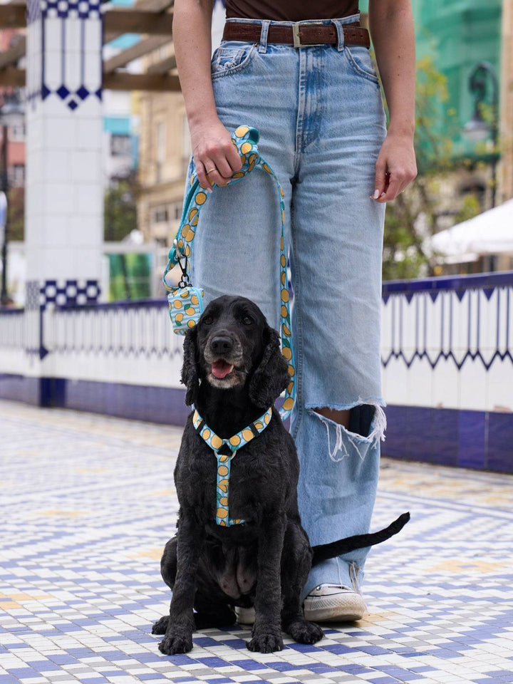 ARNÉS CLÁSICO PARA PERRO LEMONS