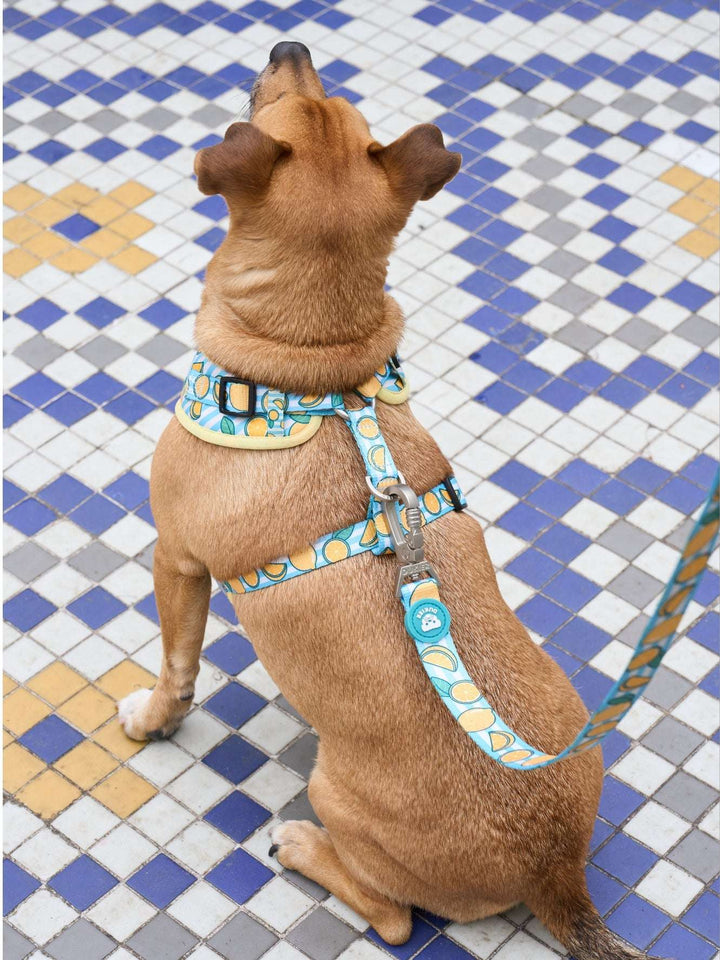 ARNES AJUSTABLE PARA PERRO LEMONS