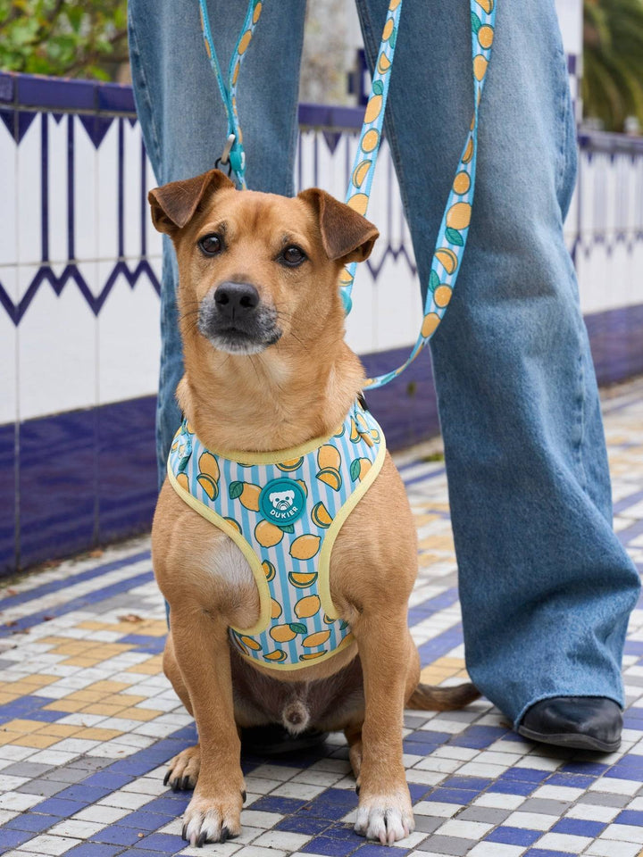 ARNES AJUSTABLE PARA PERRO LEMONS
