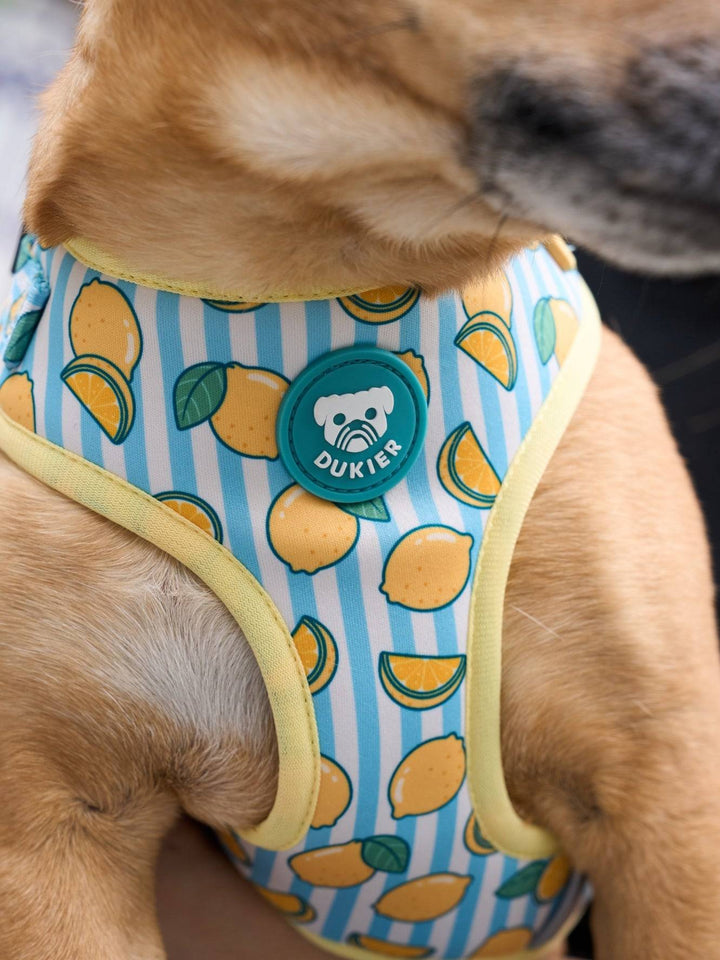 ARNES AJUSTABLE PARA PERRO LEMONS