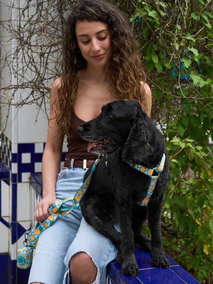 ARNÉS CLÁSICO PARA PERRO LEMONS