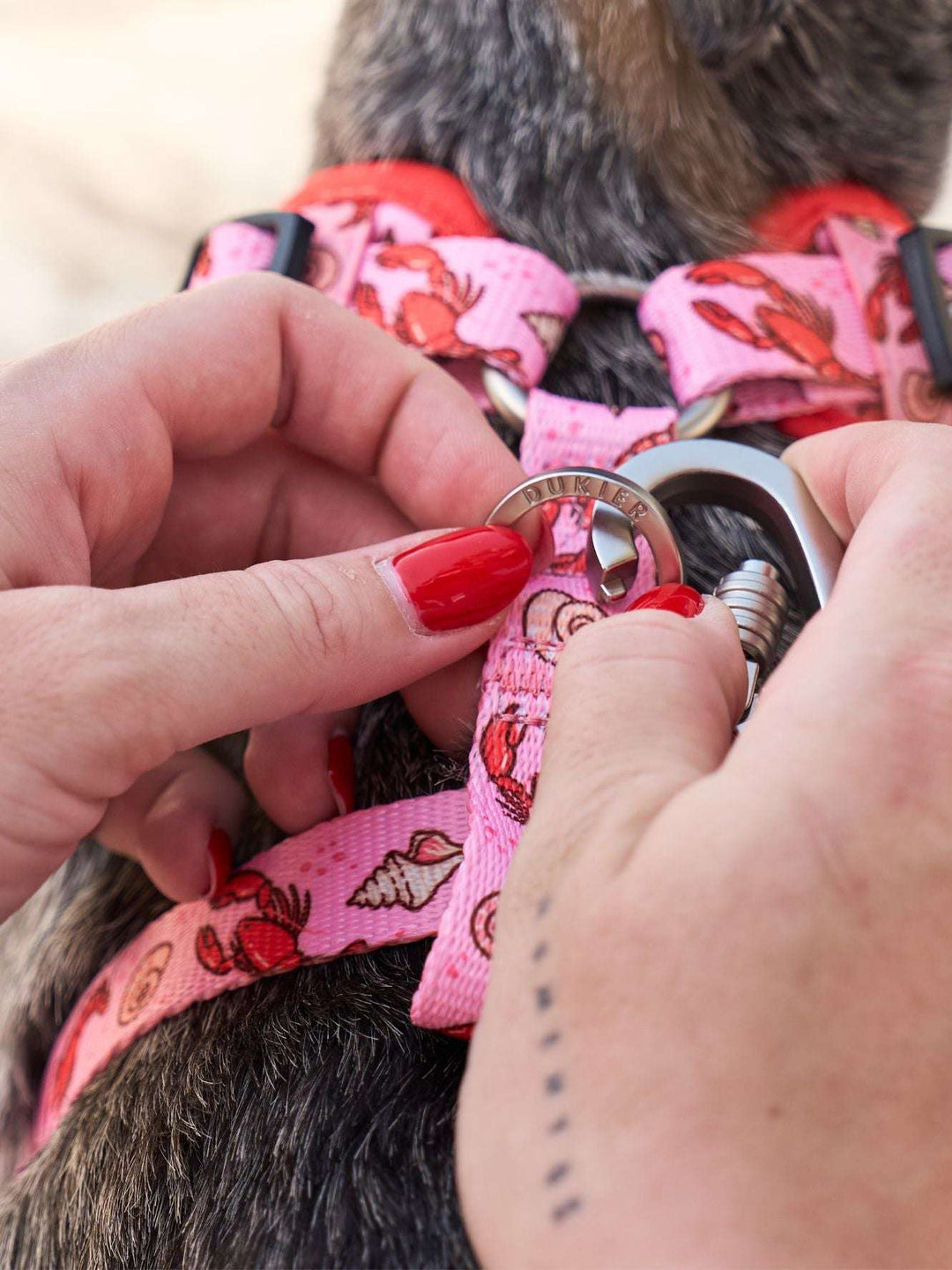 CORREA PARA PERRO LOBSTERS
