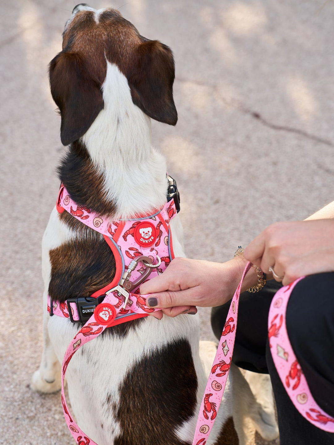 ARNES TRAIL PARA PERRO LOBSTERS