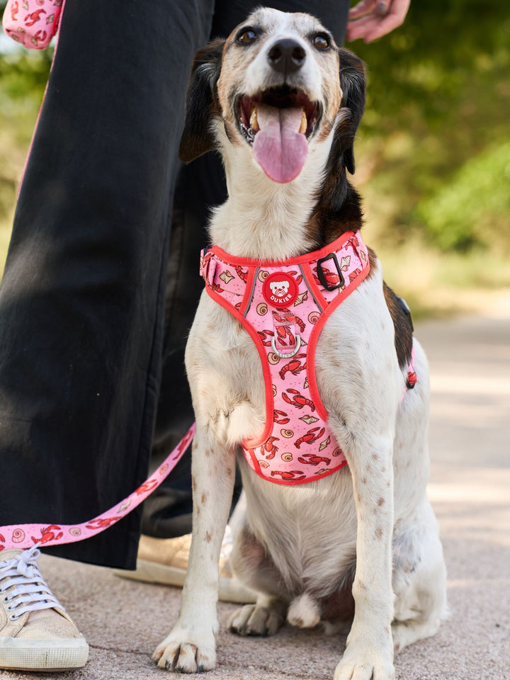 ARNES TRAIL PARA PERRO LOBSTERS