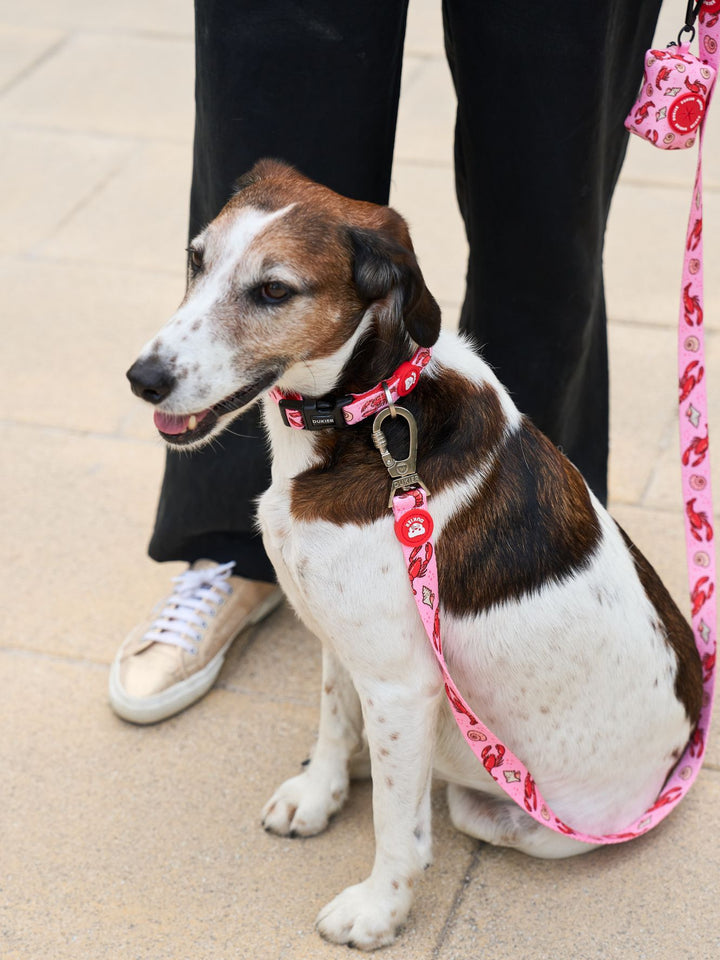 LOSTERS DOG COLLAR