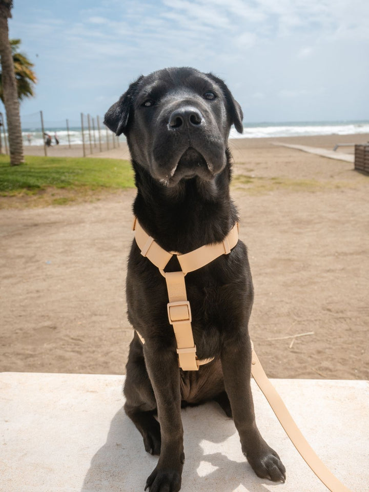 ARNES WATERPROOF PARA PERRO BEIGE