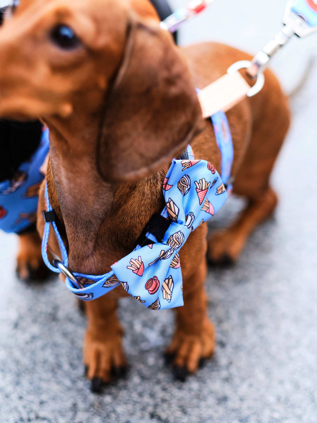 PAJARITA PARA PERRO CHURROS