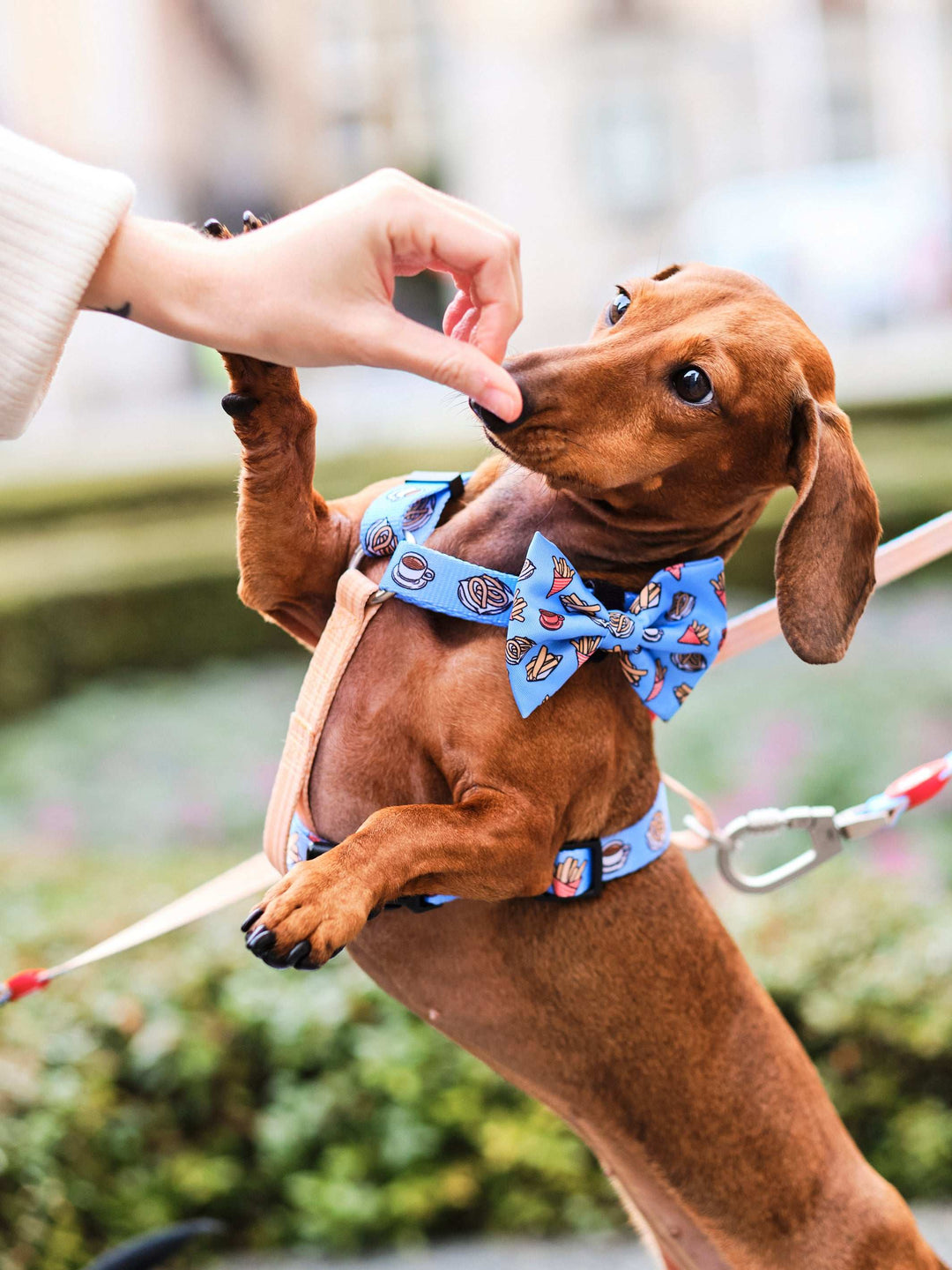 PAJARITA PARA PERRO CHURROS