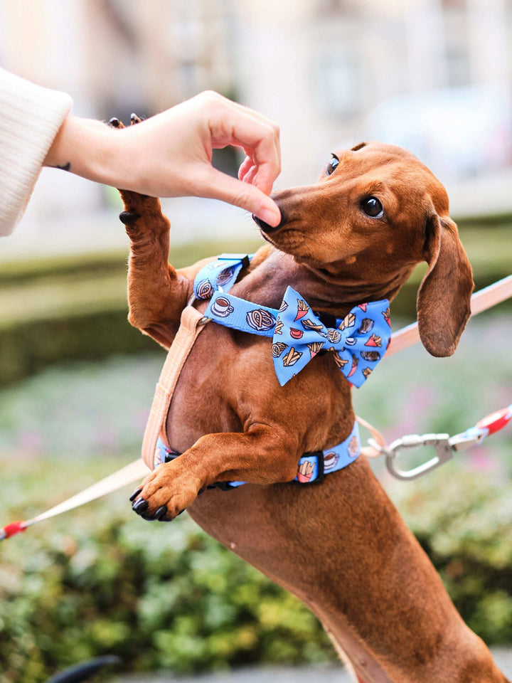 PAJARITA PARA PERRO CHURROS