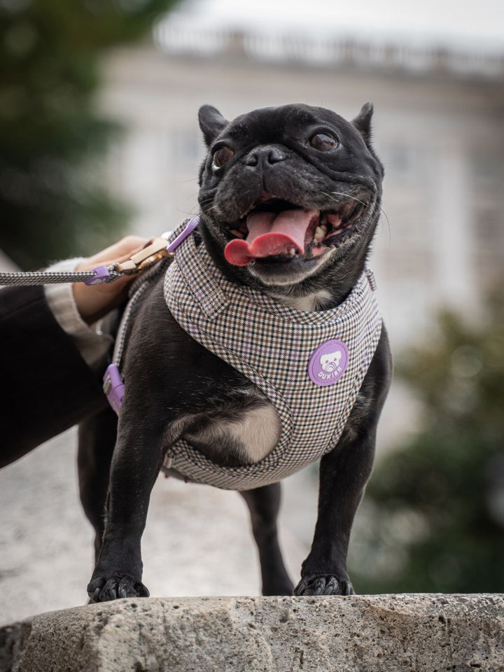 VERSTELLBARES HUNDEGESCHIRR PREPPY LILAC