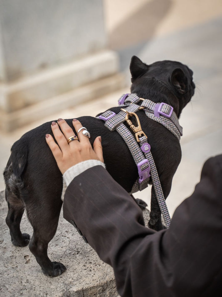 VERSTELLBARES HUNDEGESCHIRR PREPPY LILAC