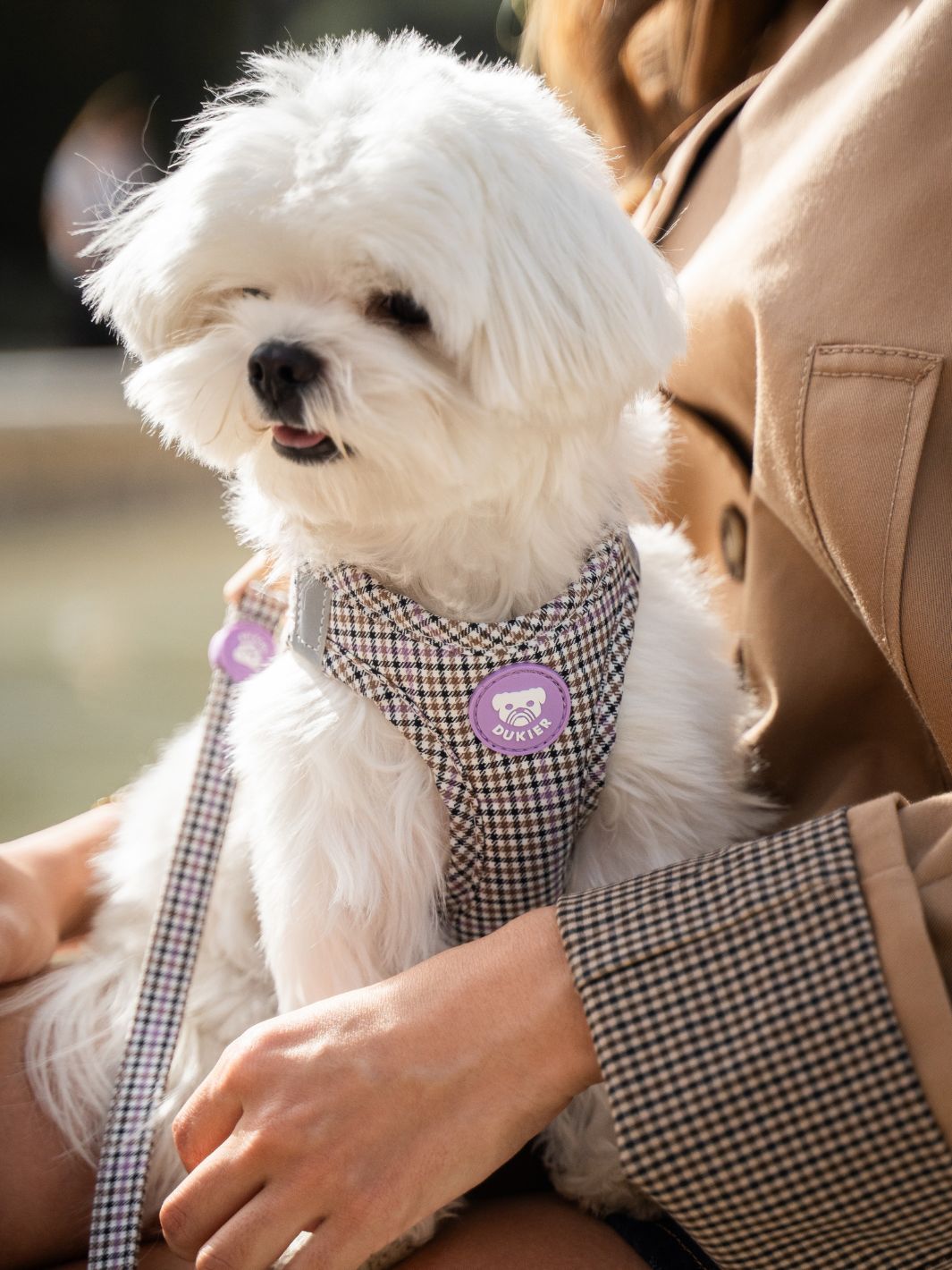 COLECCIÓN PREPPY LILAC