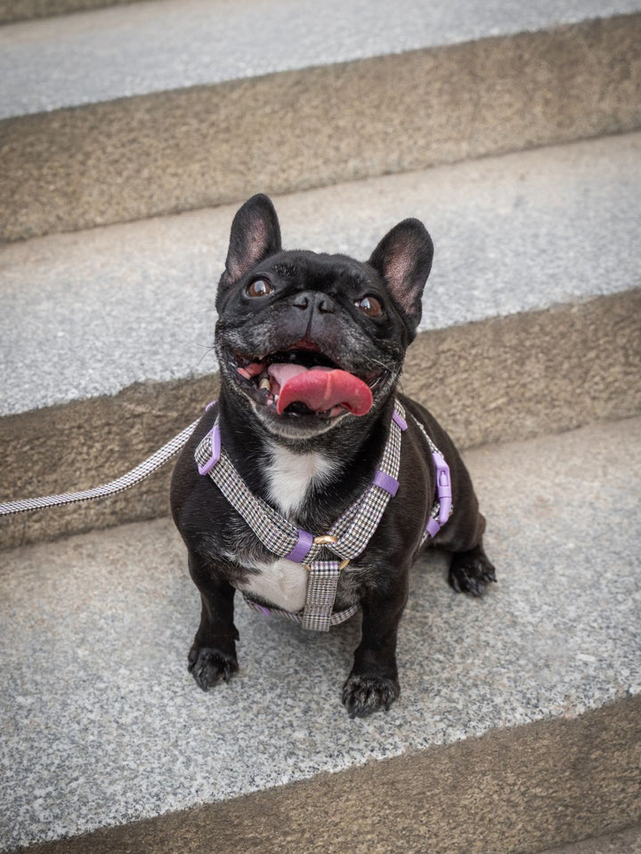 KLASSISCHES HUNDEGESCHIRR PREPPY LILAC