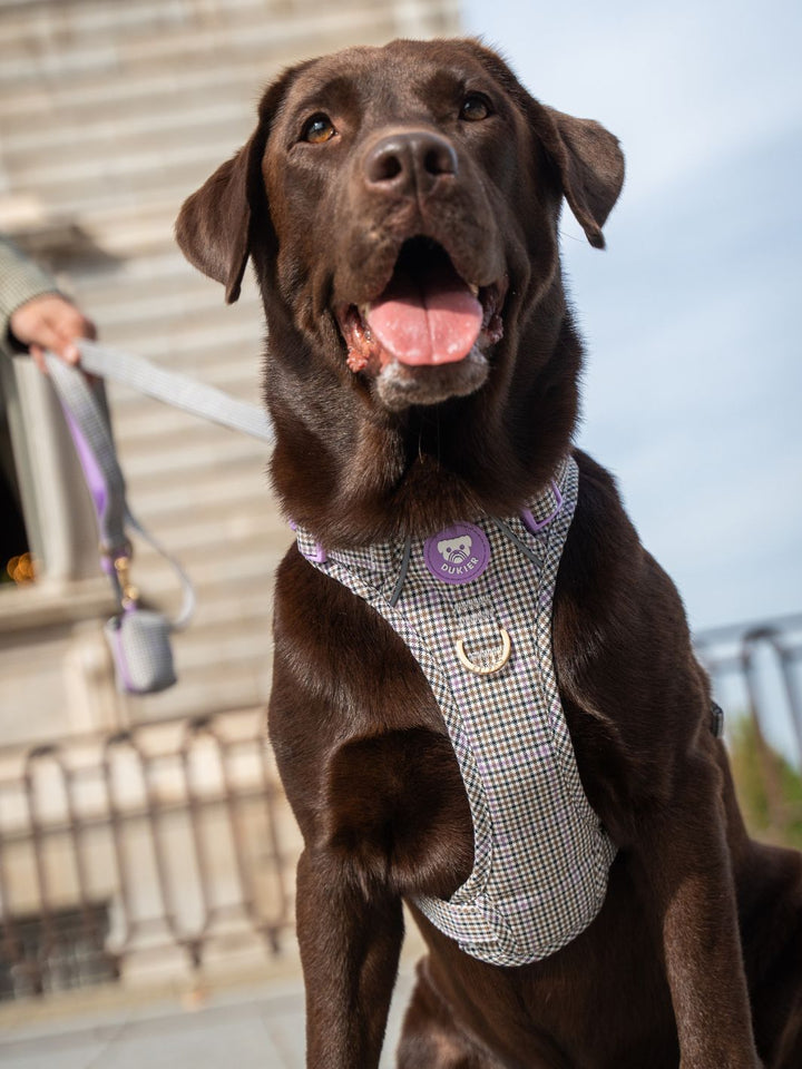 TRAIL HUNDEGESCHIRR PREPPY LILAC