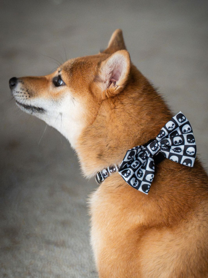 DOG COLLAR SKULLS