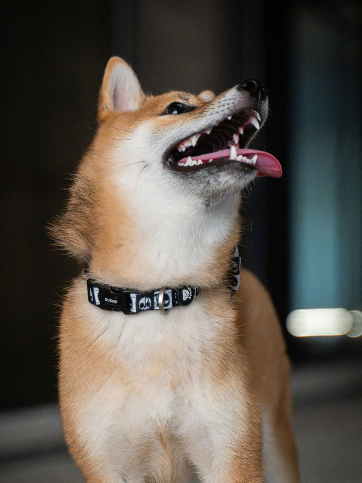 DOG COLLAR SKULLS