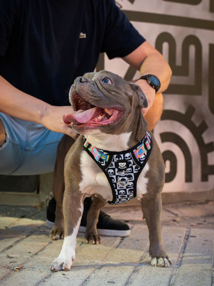 HARNAIS TRAIL POUR CHIEN SKULLS