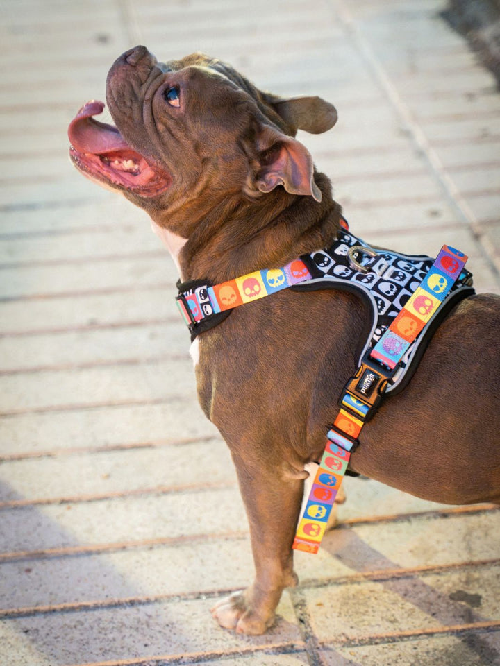 HARNAIS TRAIL POUR CHIEN SKULLS