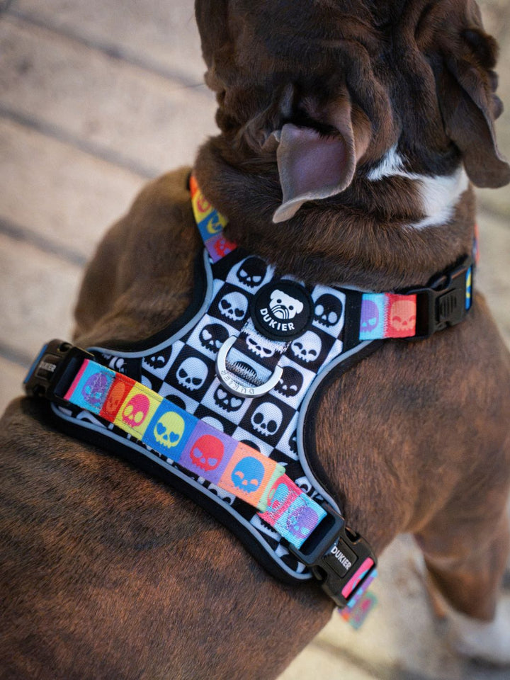 HARNAIS TRAIL POUR CHIEN SKULLS