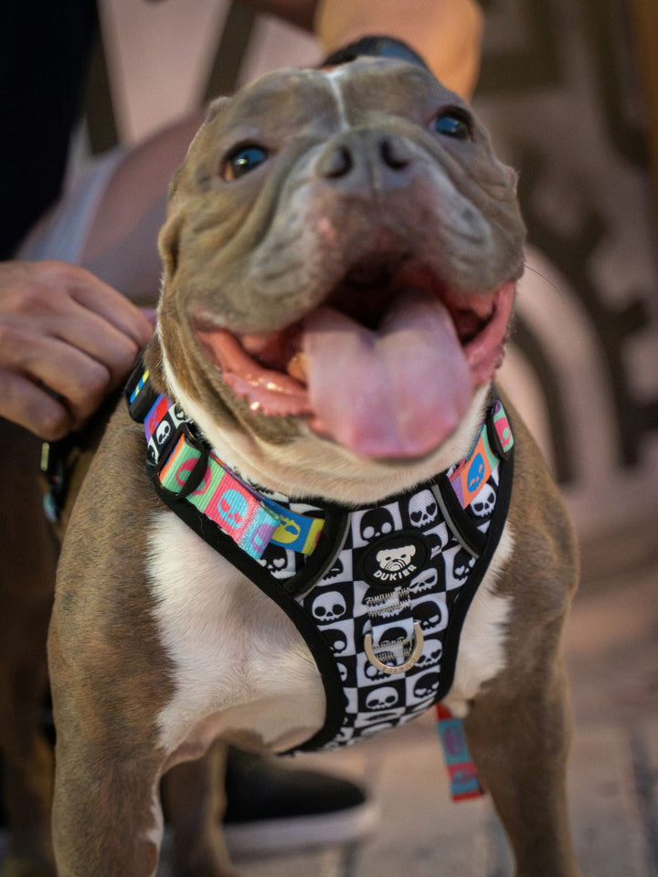 HARNAIS TRAIL POUR CHIEN SKULLS