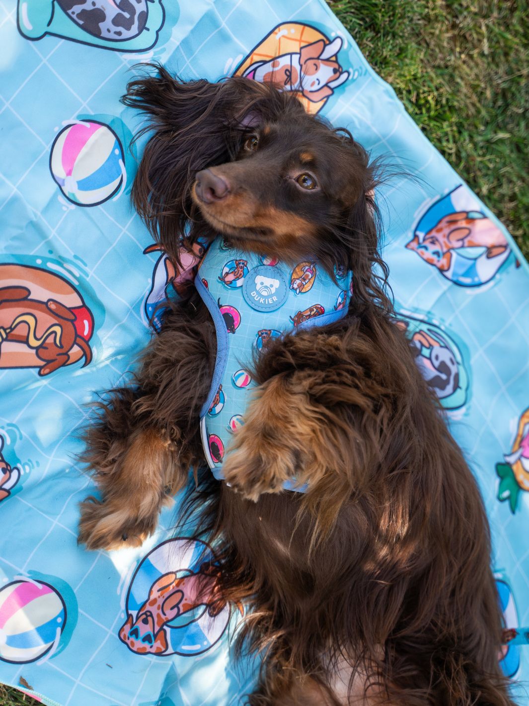 ADJUSTABLE HARNESS FOR DOGS SUMMER HOT DOGS