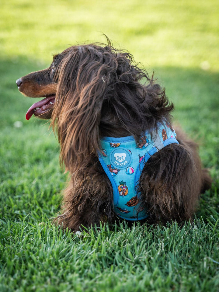 ARNÊS BODY PARA CÃO SUMMER HOT DOGS