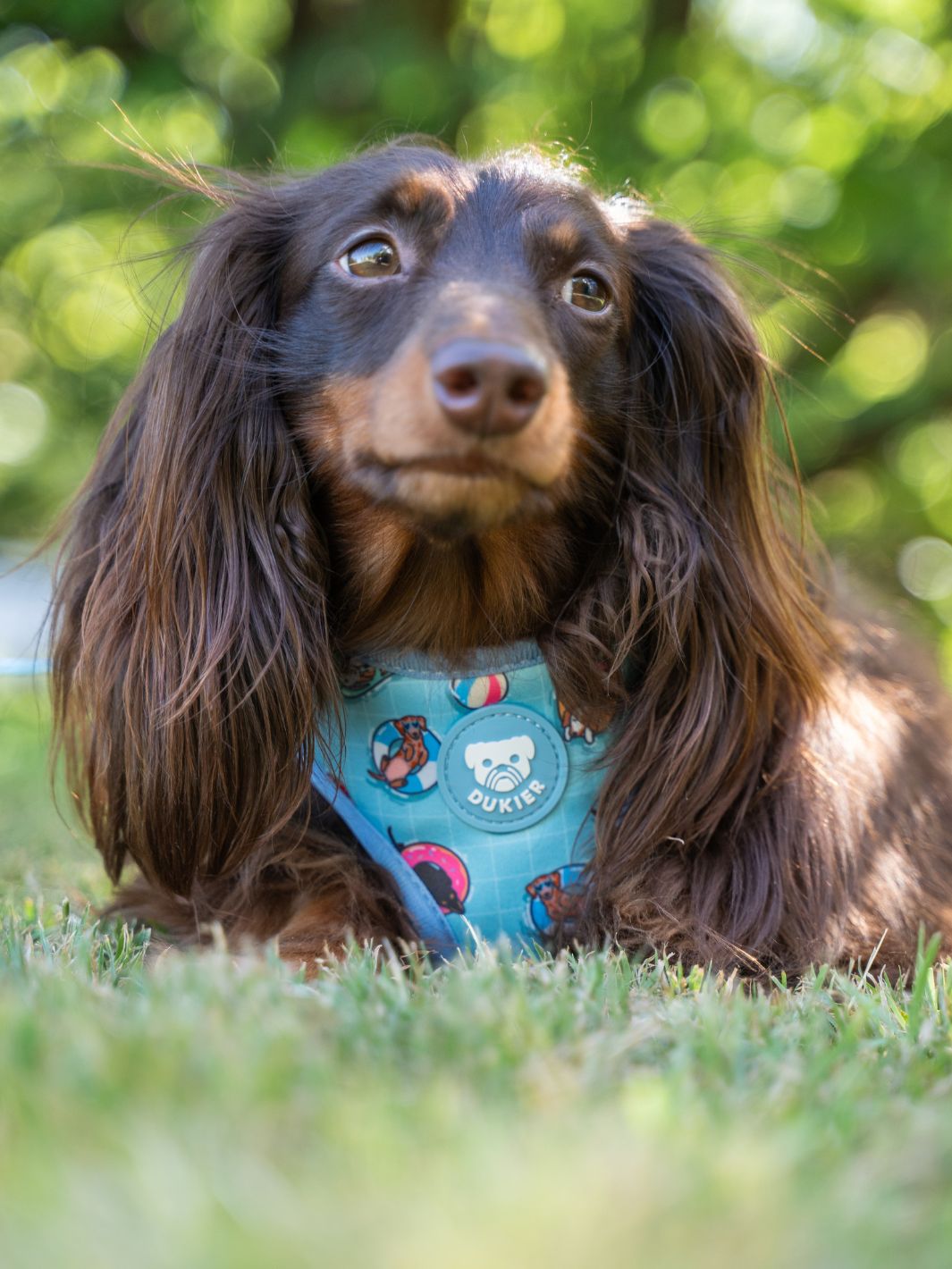 ADJUSTABLE HARNESS FOR DOGS SUMMER HOT DOGS