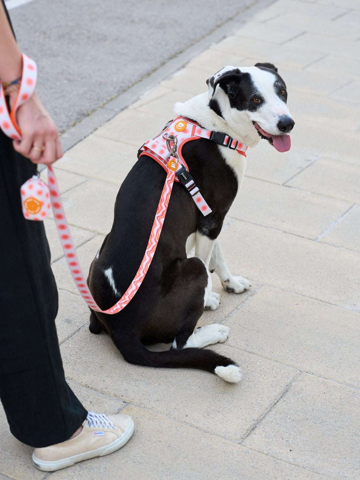 ARNES TRAIL PARA PERRO SUN