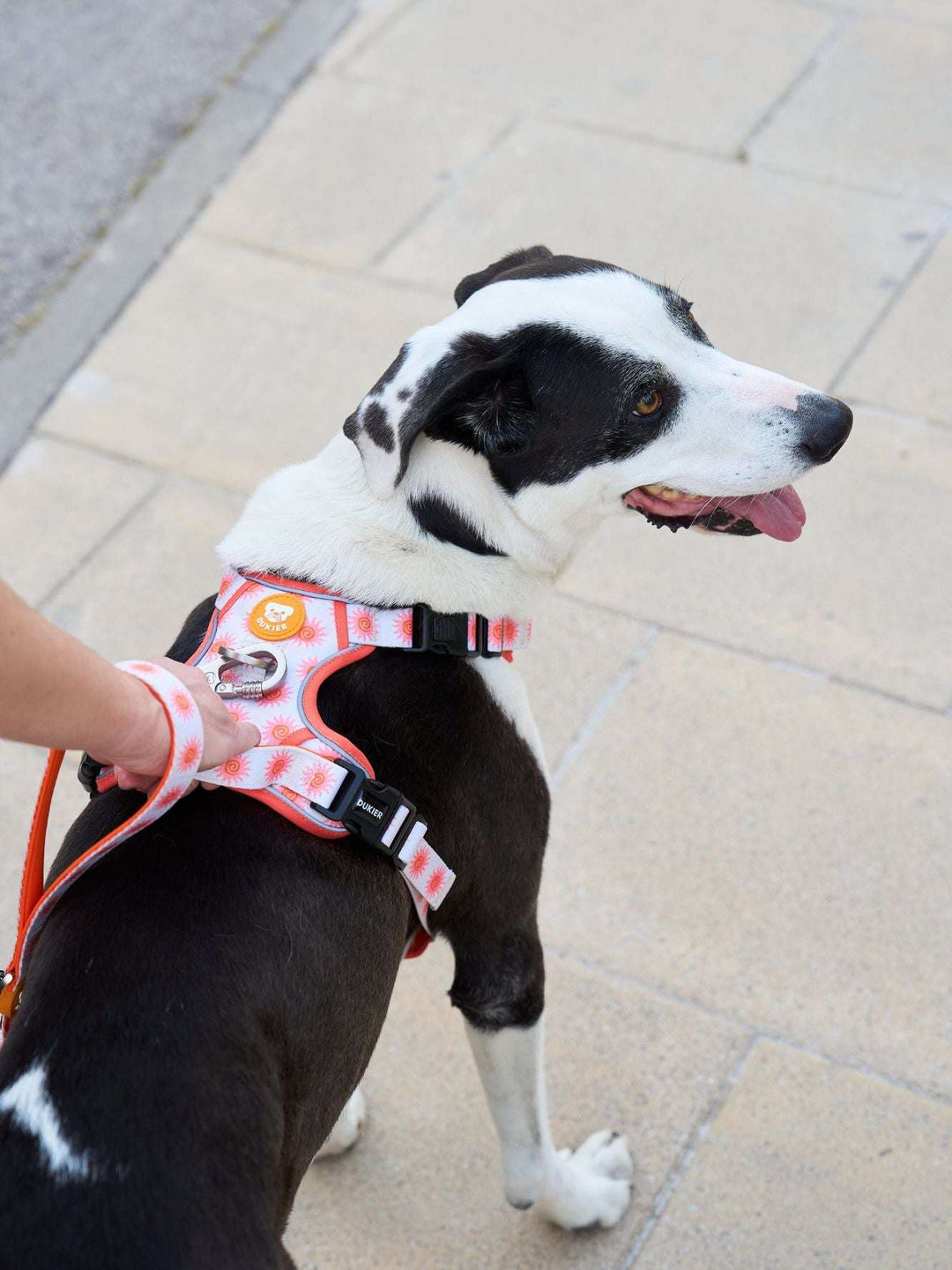 ARNES TRAIL PARA PERRO SUN