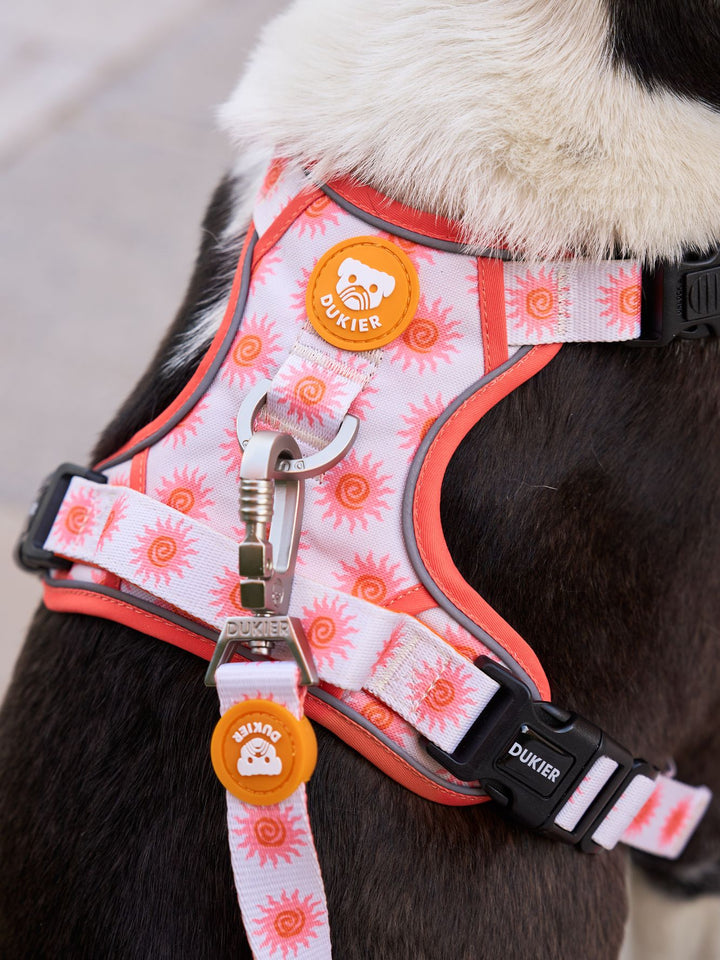 TRAIL DOG HARNESS SUN
