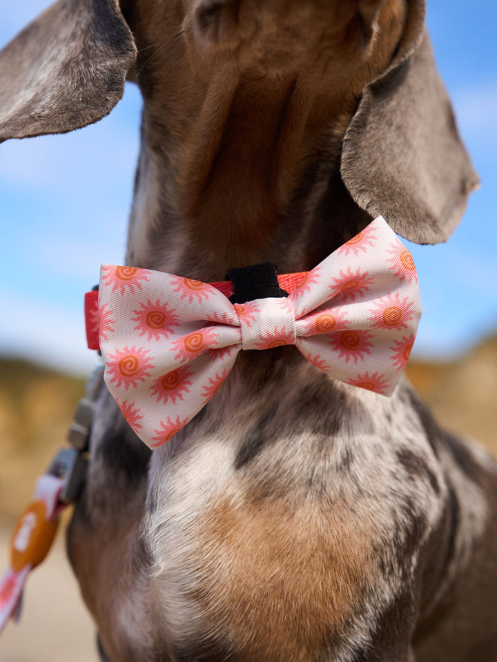 SUN BOW TIE FOR DOGS