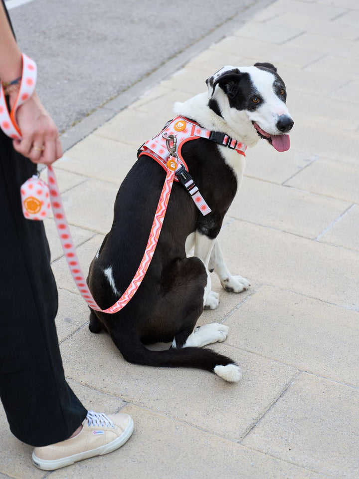 TRAIL DOG HARNESS SUN