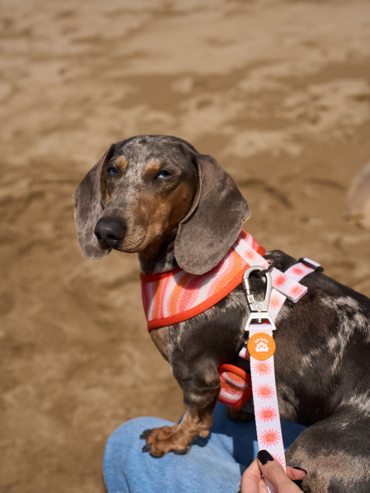 SUN REVERSIBLE DOG HARNESS