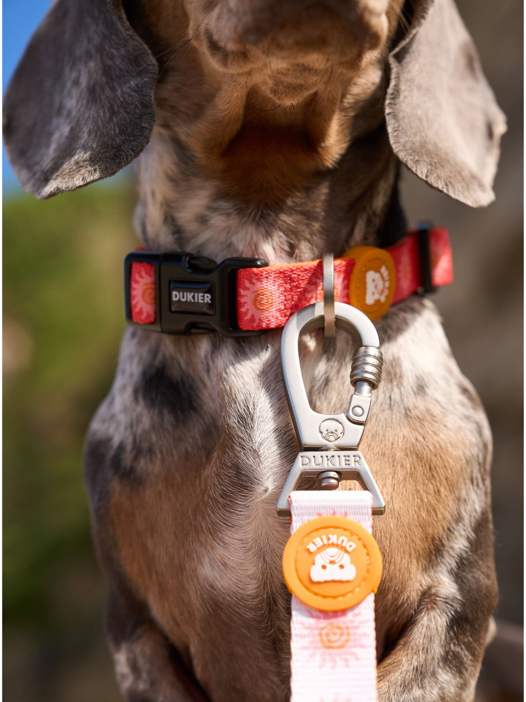 SUN DOG COLLAR