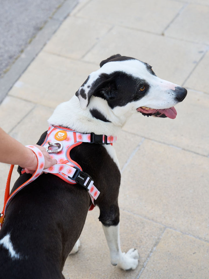 TRAIL DOG HARNESS SUN